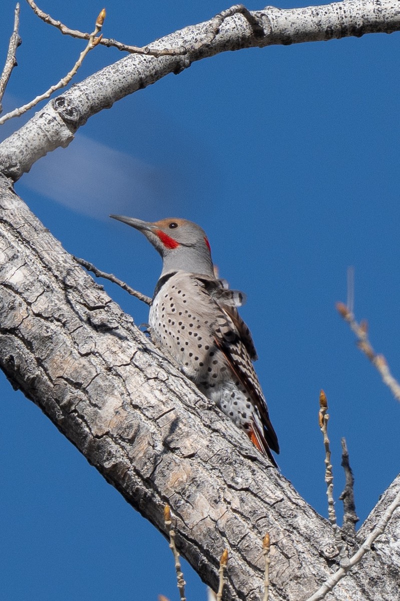 Northern Flicker (Yellow-shafted x Red-shafted) - ML644051387