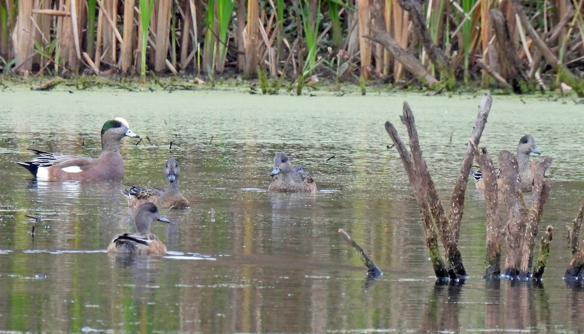 American Wigeon - ML644051390