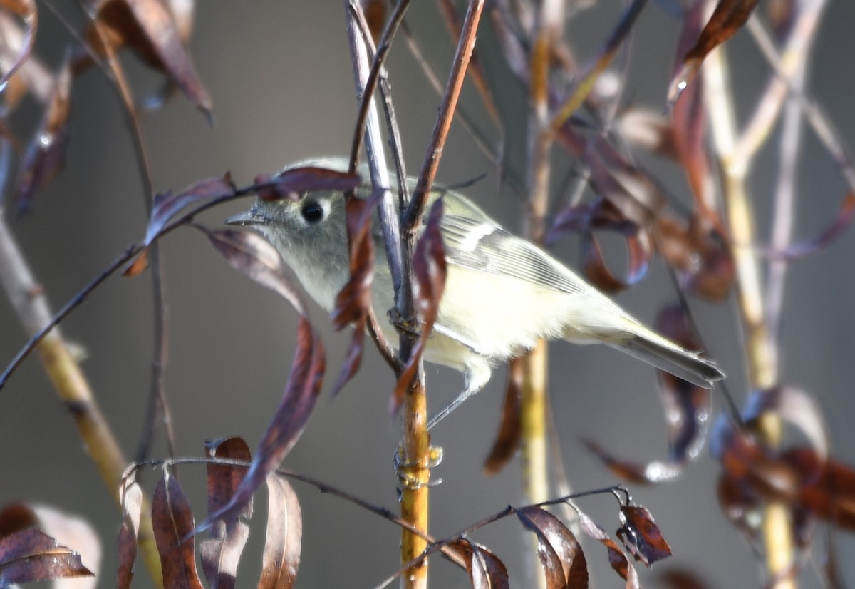Ruby-crowned Kinglet - ML644051391