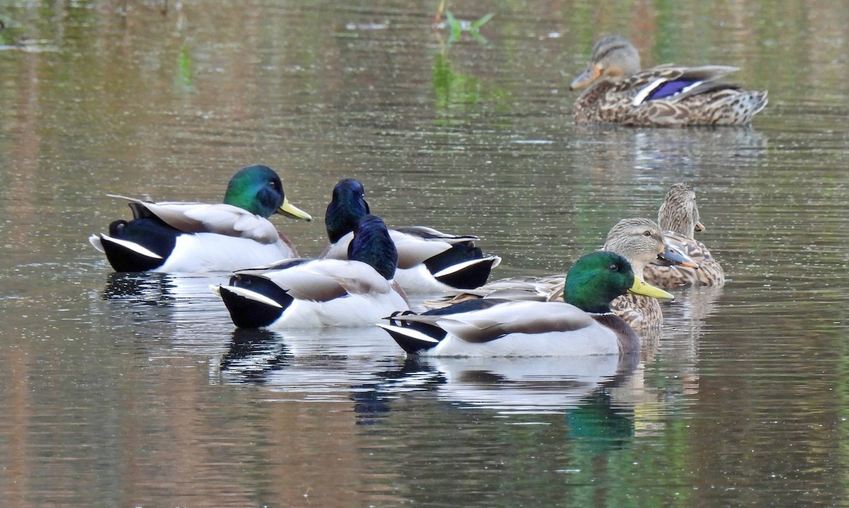 Mallard - ML644051393