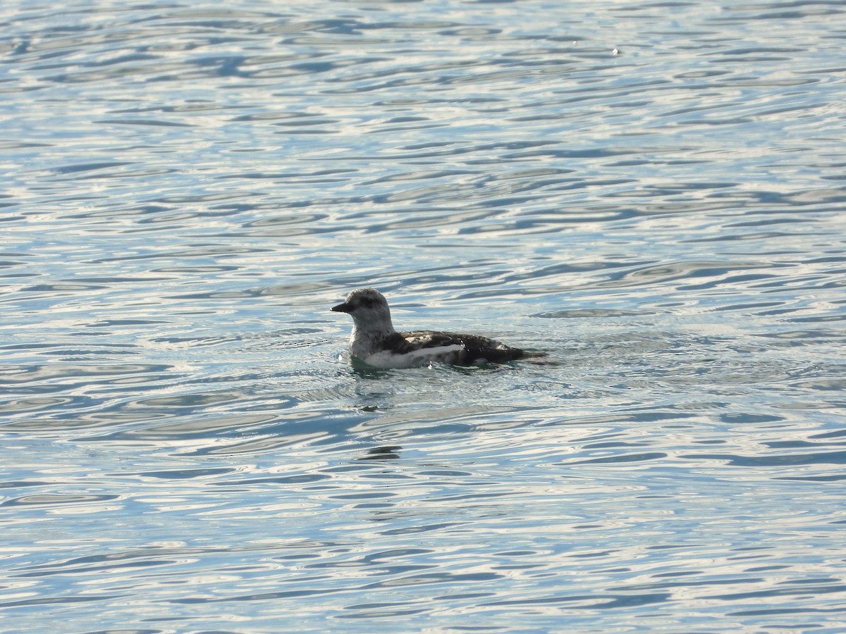Black Guillemot - ML644051402