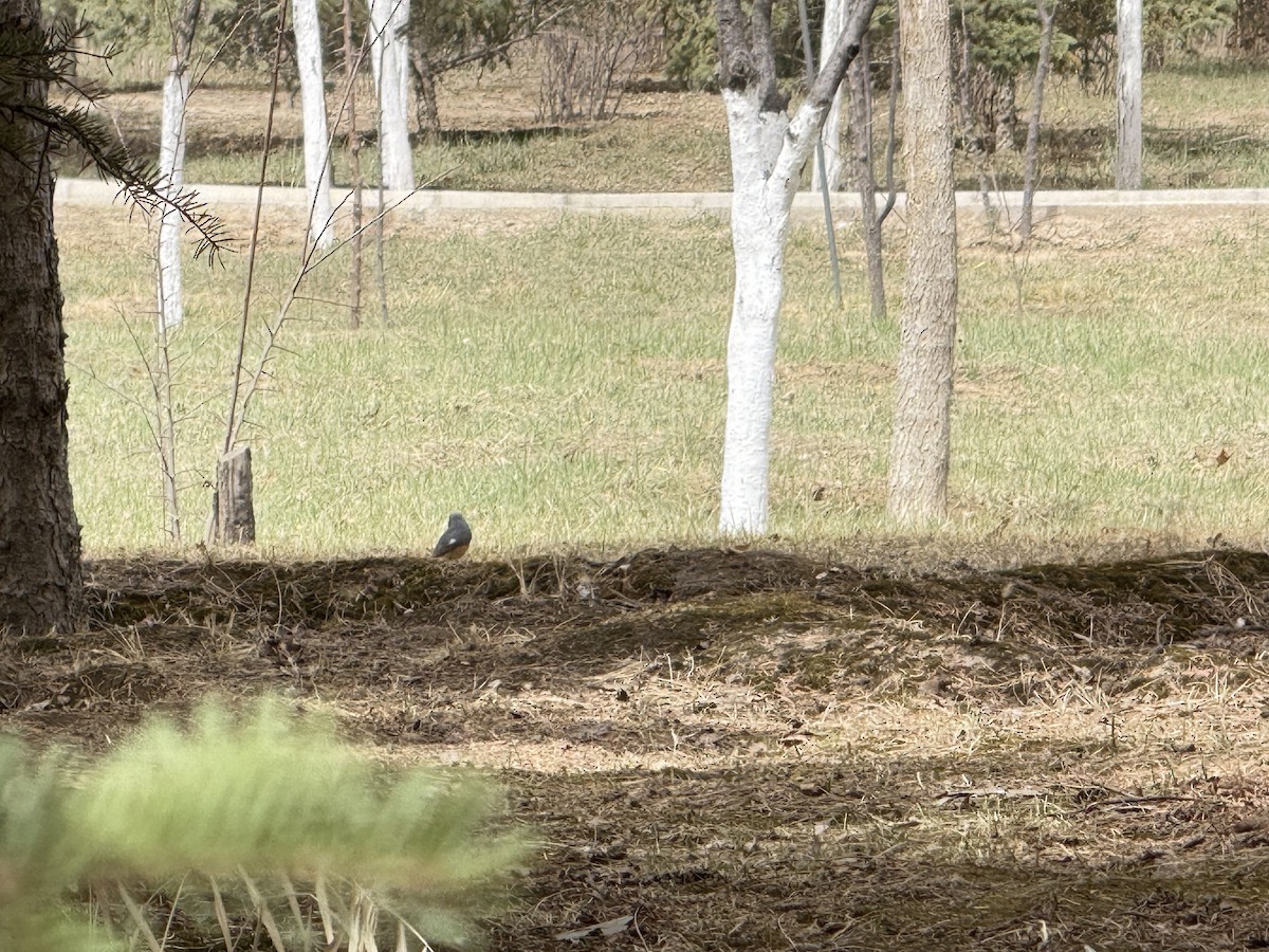 Hodgson's Redstart - ML644051434
