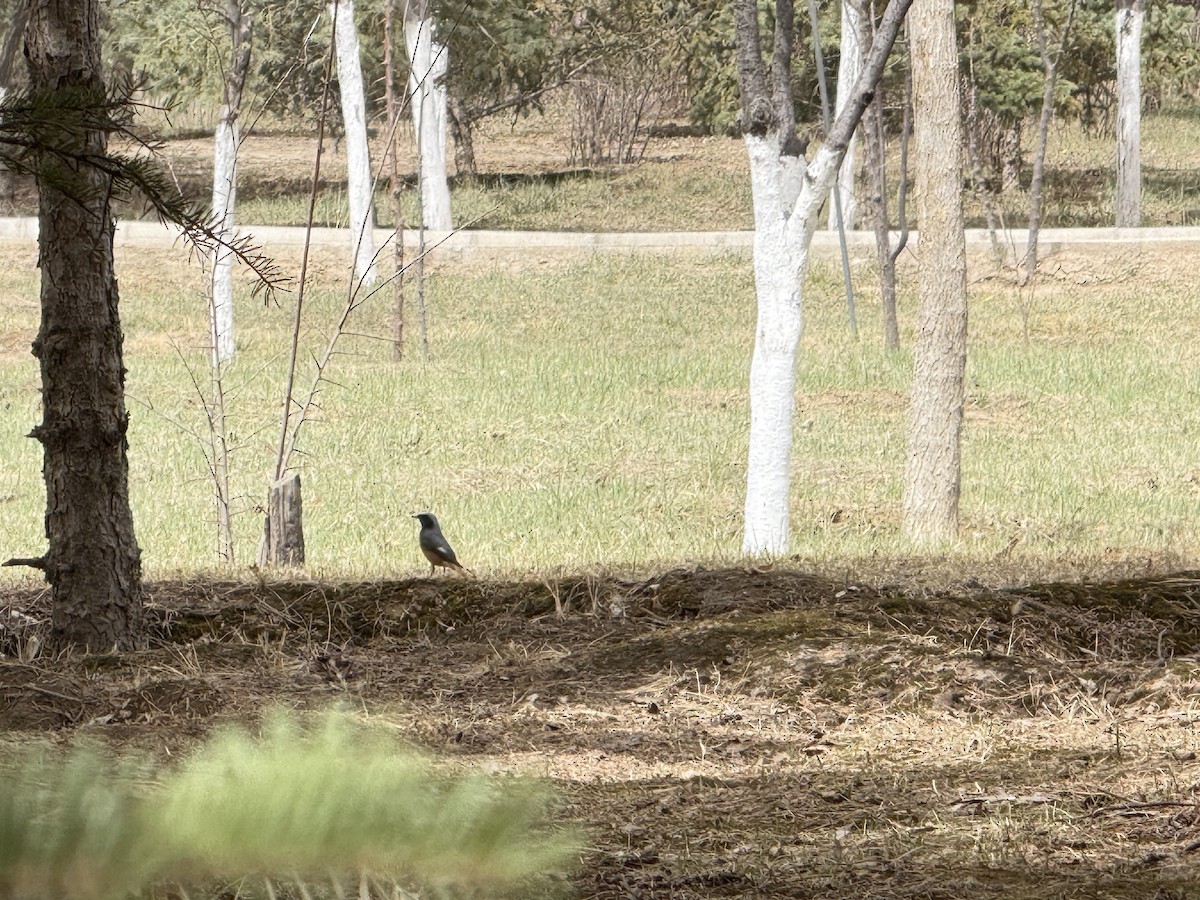 Hodgson's Redstart - ML644051435