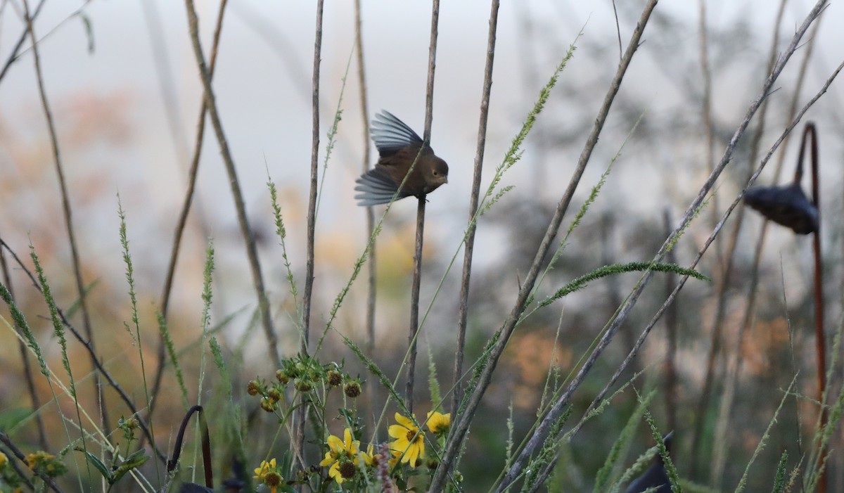 Indigo Bunting - ML644051438