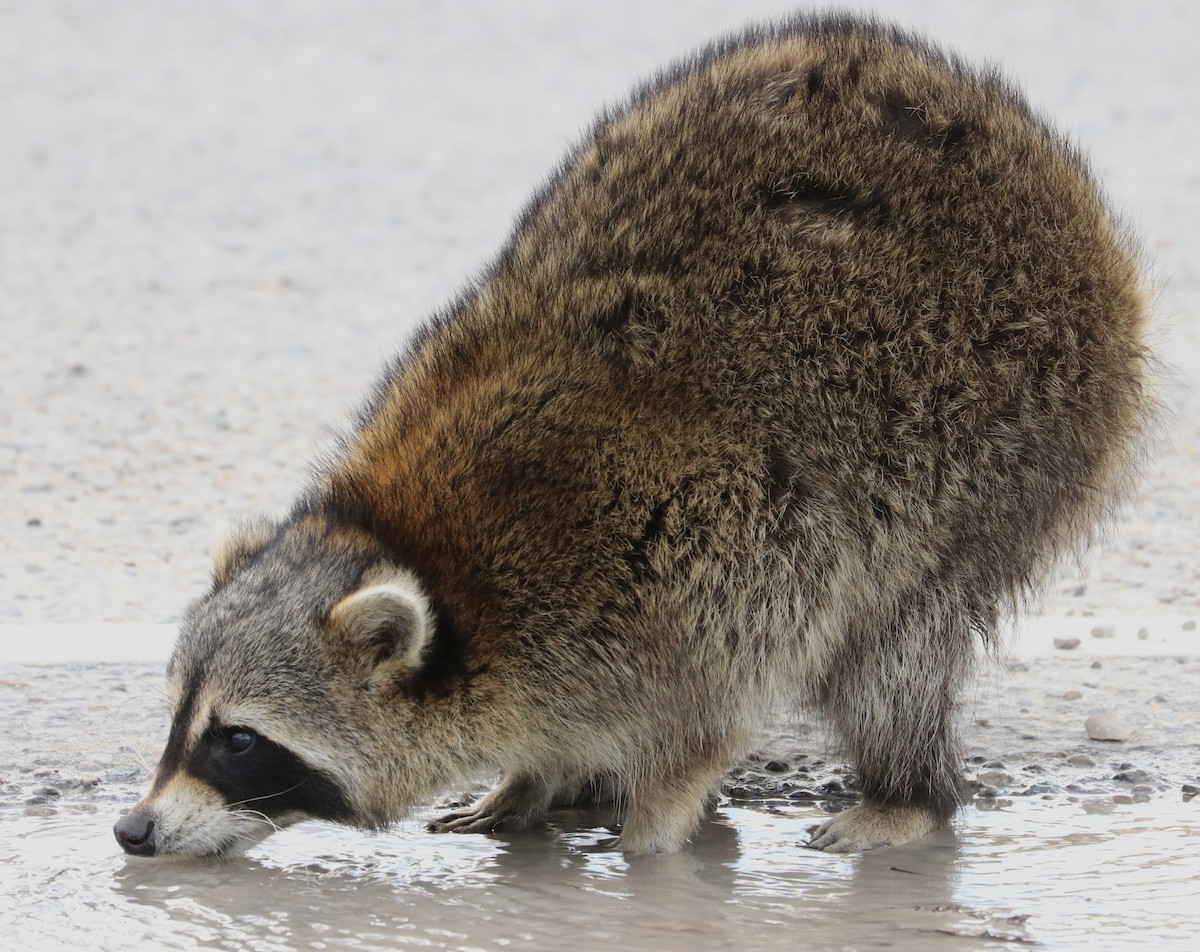 Common Raccoon - ML644051466