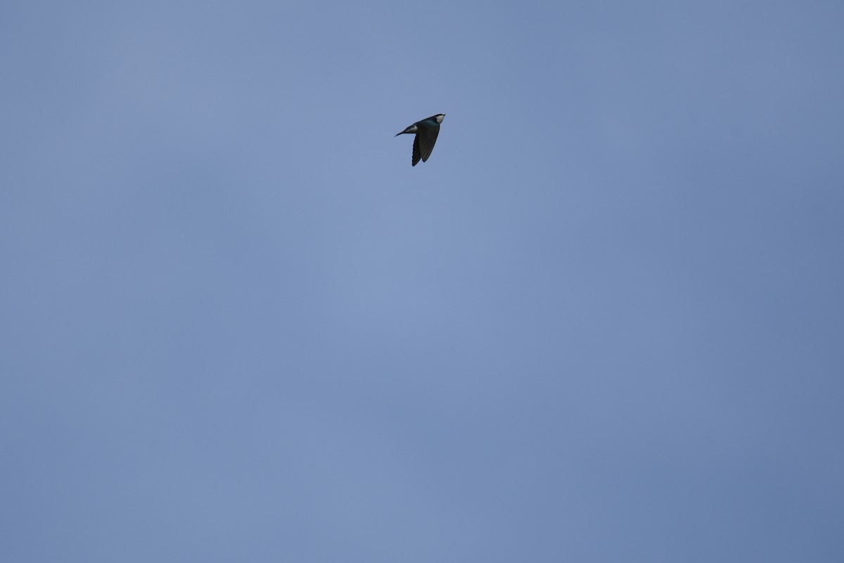Tree Swallow - ML644051473