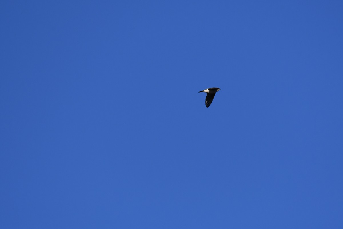 Tree Swallow - ML644051474