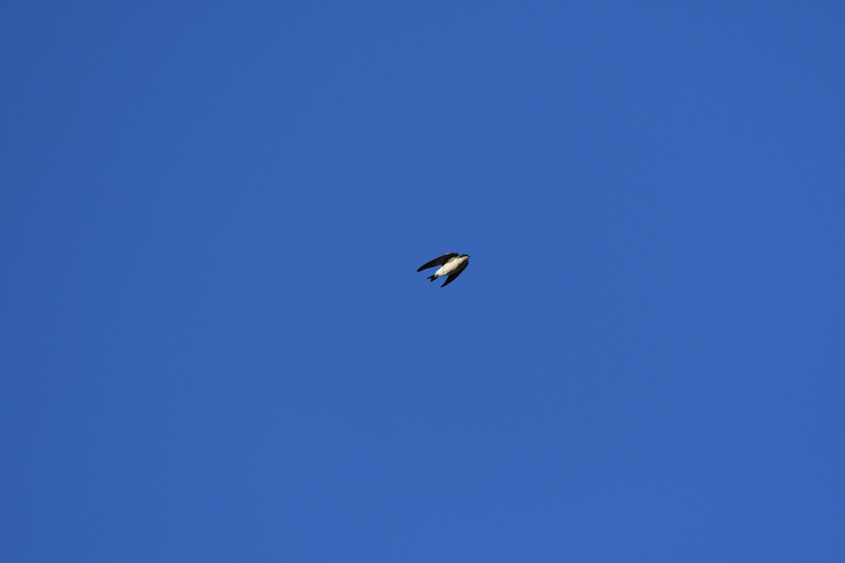 Tree Swallow - ML644051475