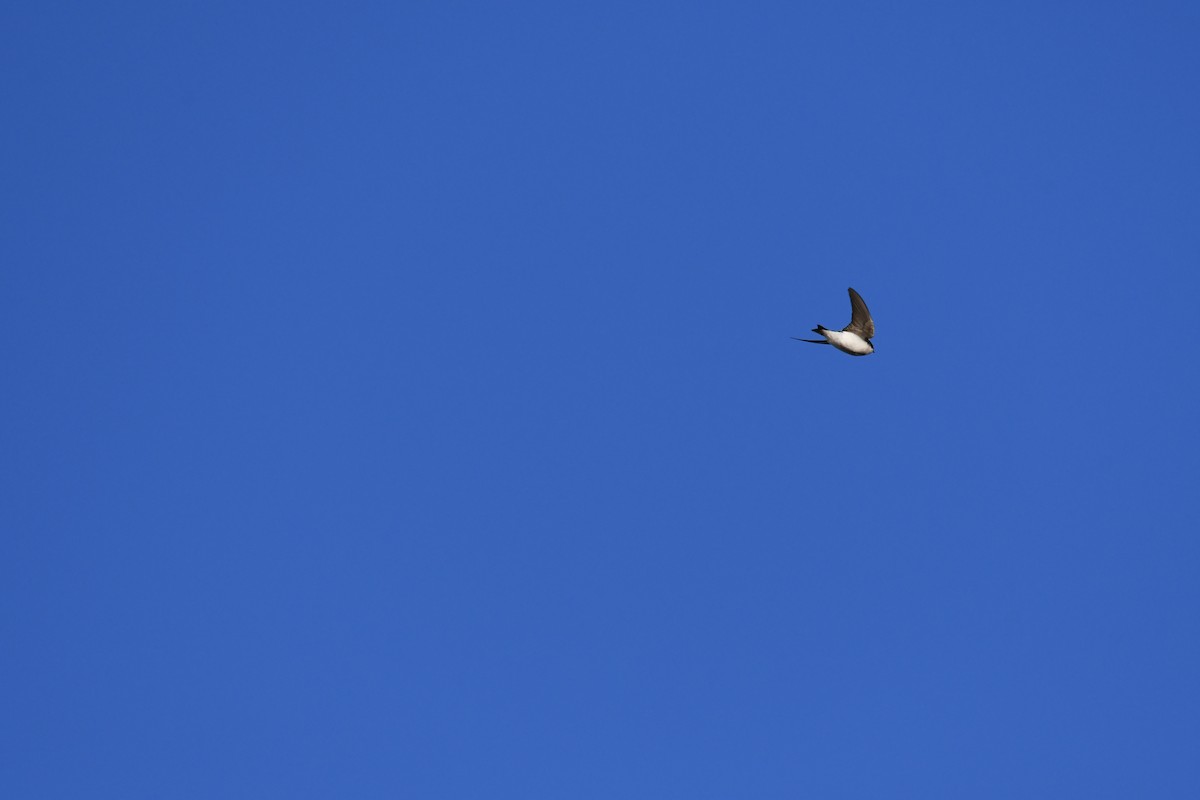 Tree Swallow - ML644051476