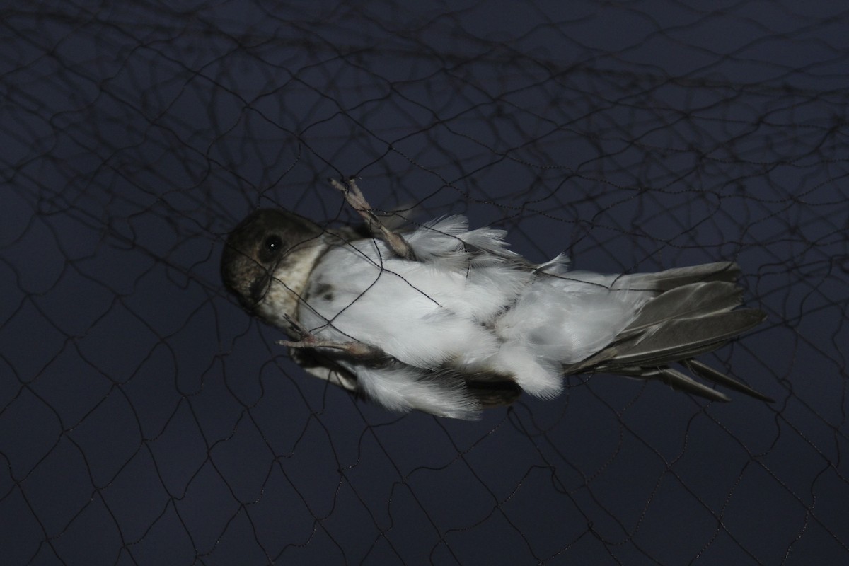 Bank Swallow - ML644051478