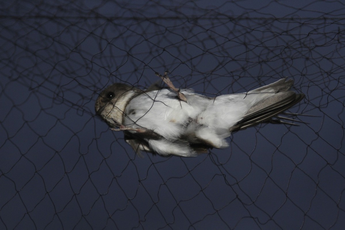 Bank Swallow - ML644051479