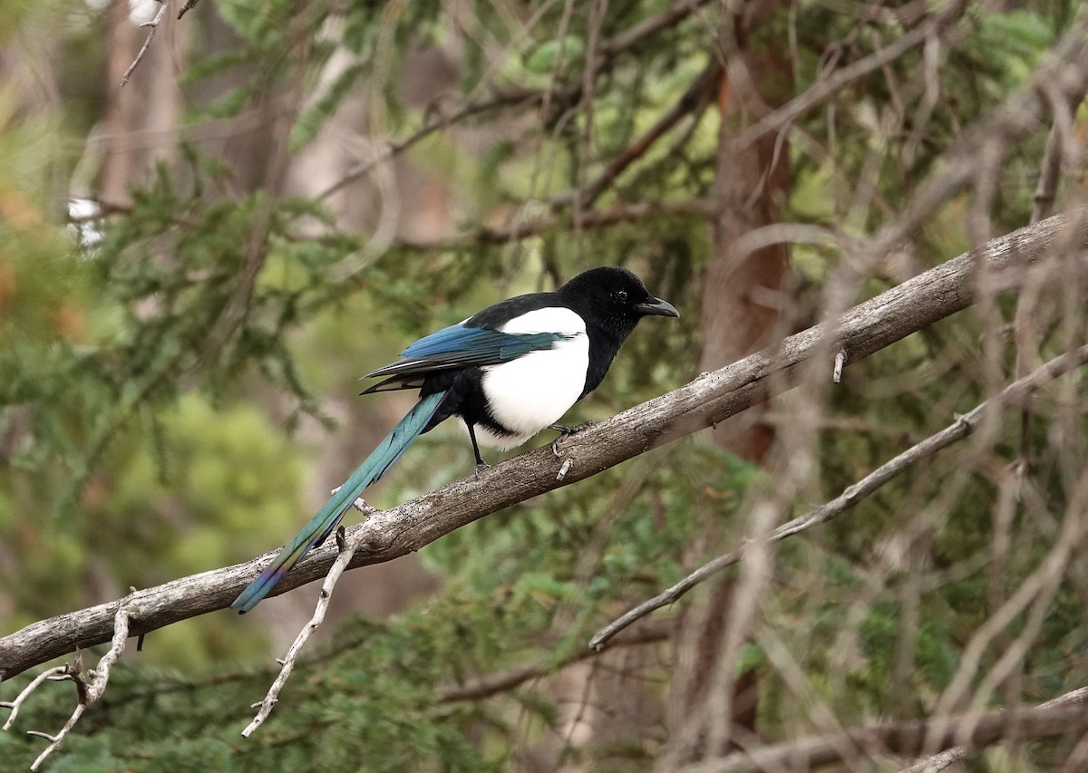 Black-billed Magpie - ML644051483