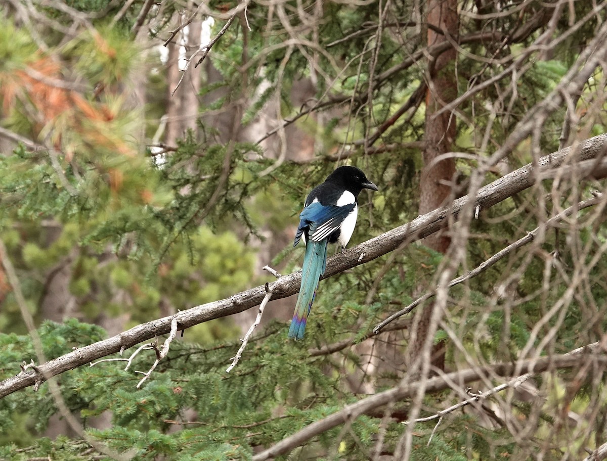 Black-billed Magpie - ML644051487