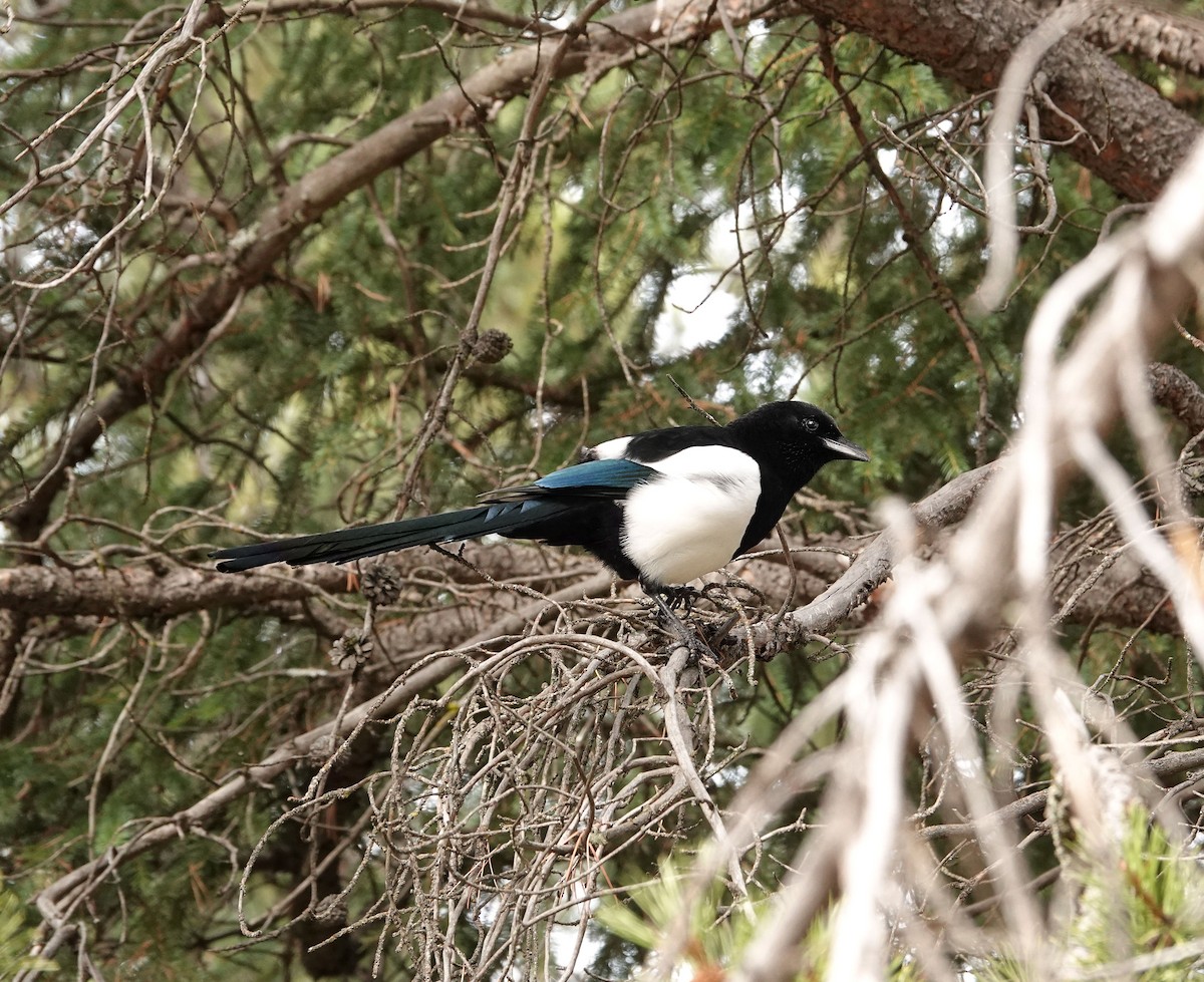 Black-billed Magpie - ML644051493