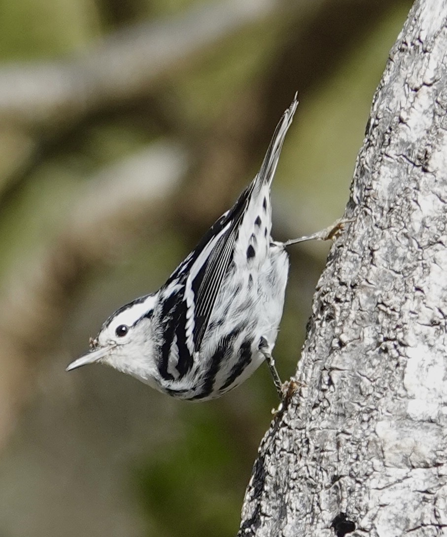 Black-and-white Warbler - ML644051519