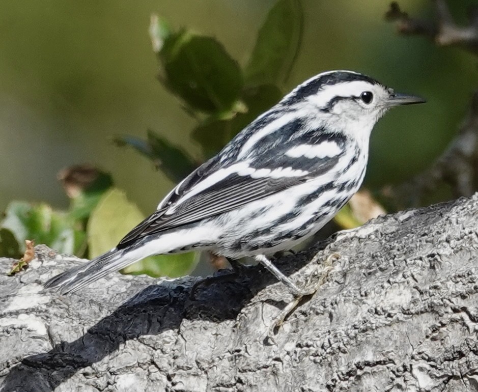 Black-and-white Warbler - ML644051520
