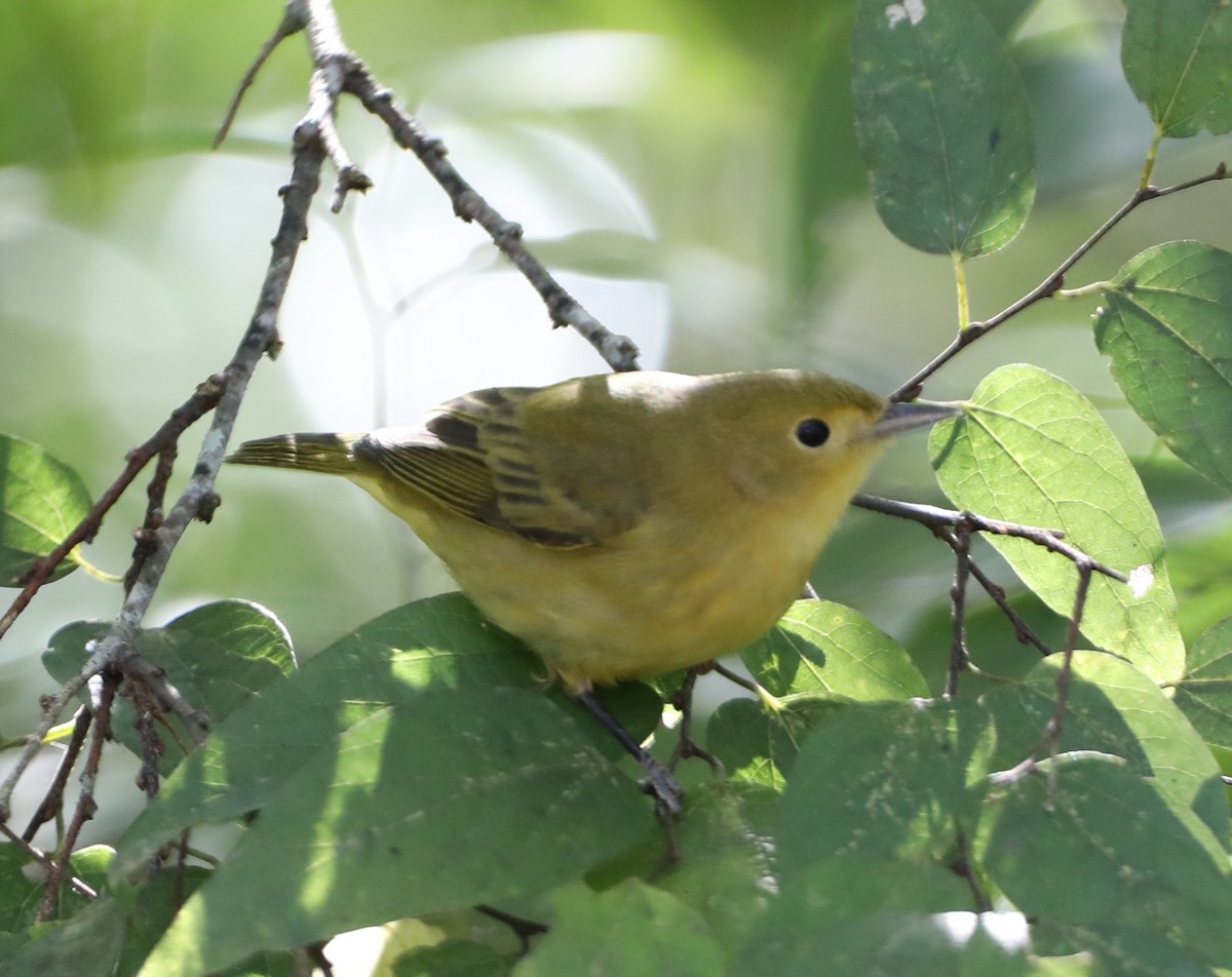 Paruline jaune - ML644051529