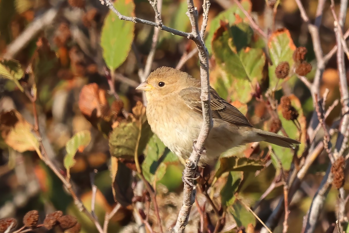 Indigo Bunting - ML644051537