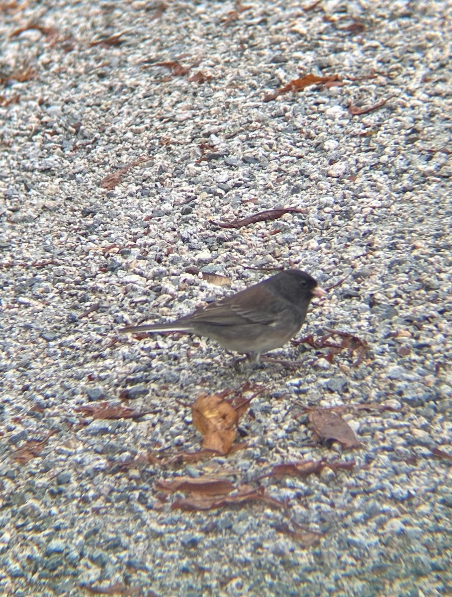 Dark-eyed Junco (cismontanus) - ML644051544