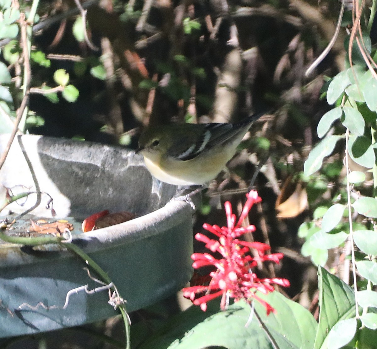 Bay-breasted Warbler - ML644051554