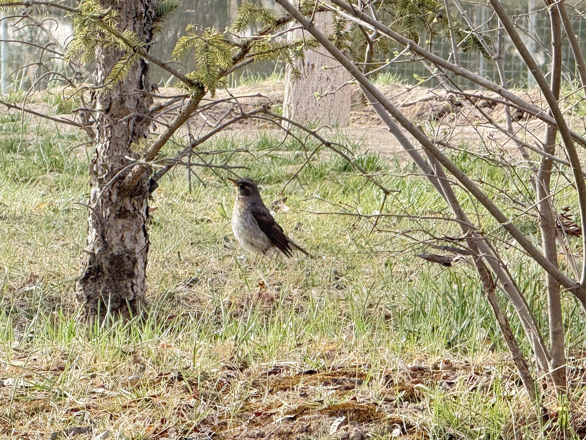 Naumann's Thrush - ML644051555