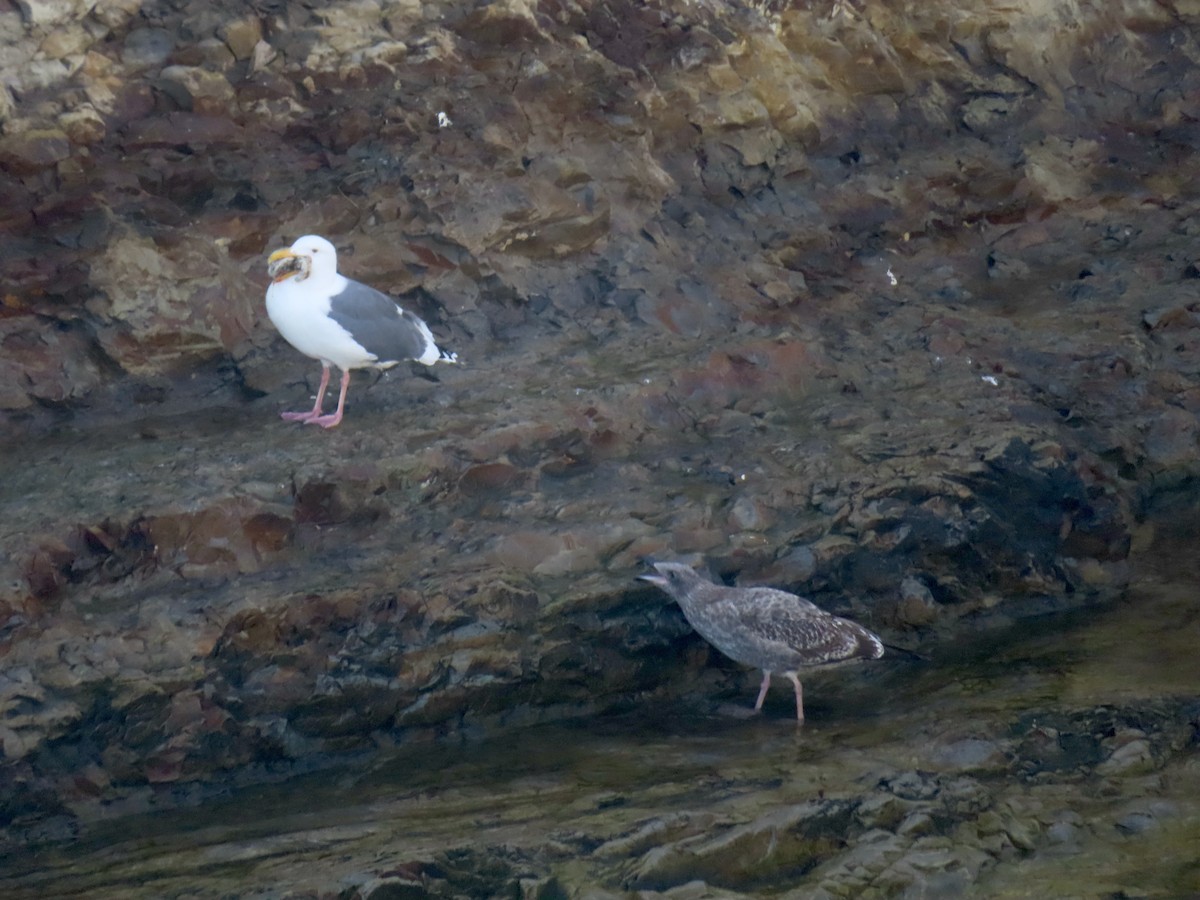 Western Gull - ML644051578