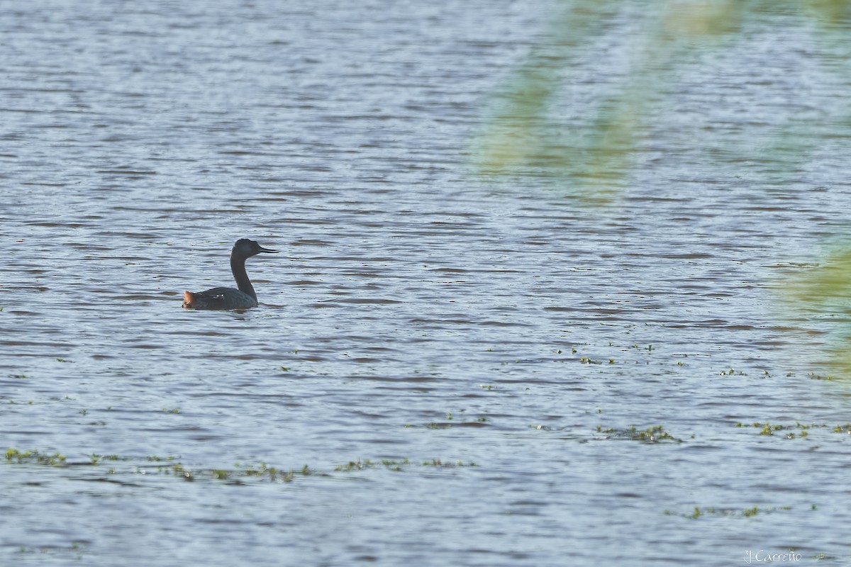 spyddykker - ML644051579