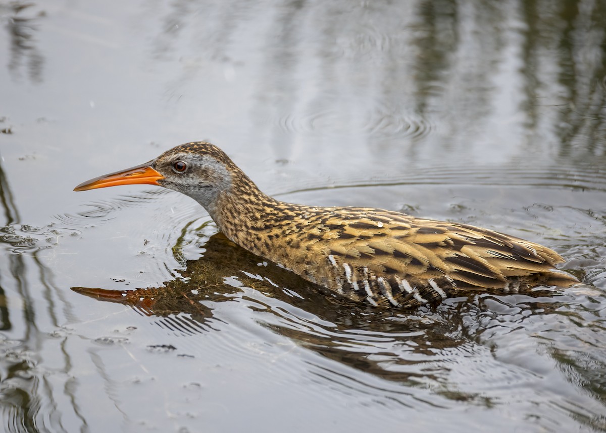 東亞秧雞 - ML644051582