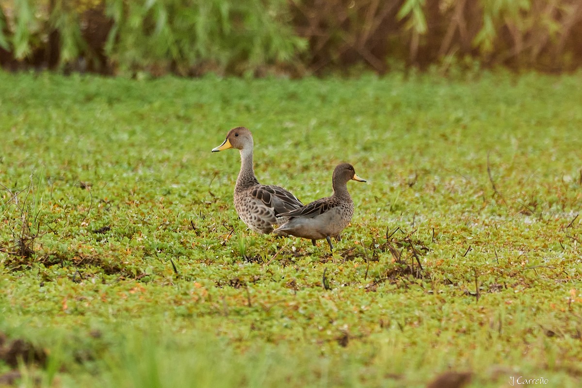 Yellow-billed Teal - ML644051675