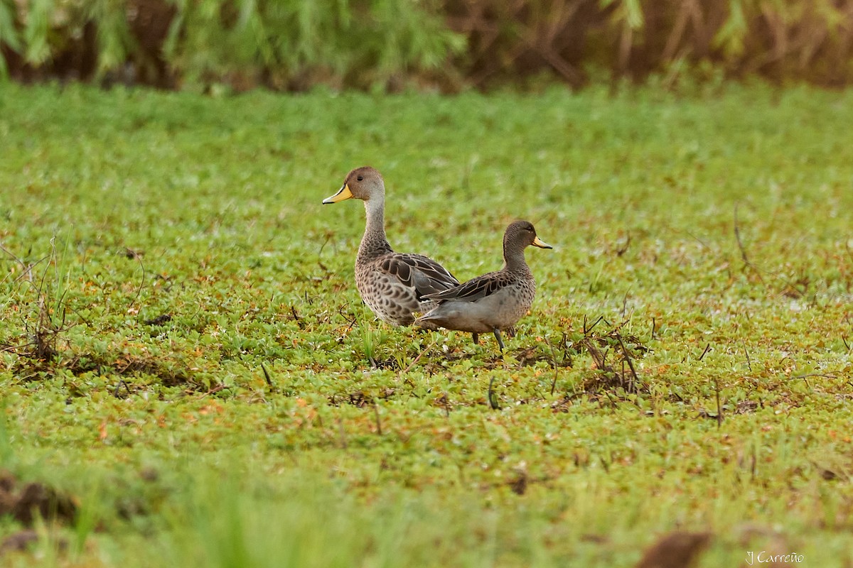 Yellow-billed Teal - ML644051676