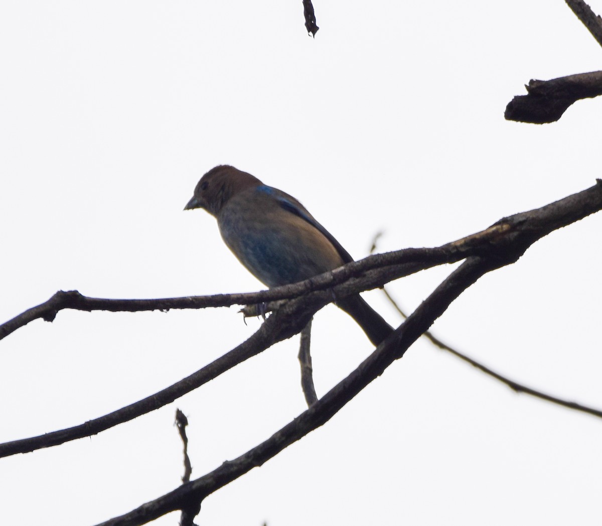 Indigo Bunting - ML644051699
