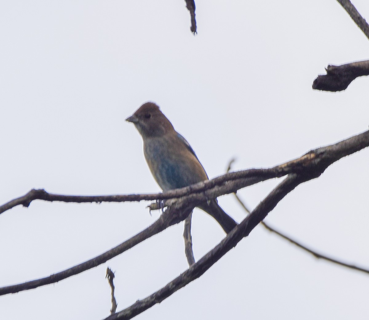 Indigo Bunting - ML644051700