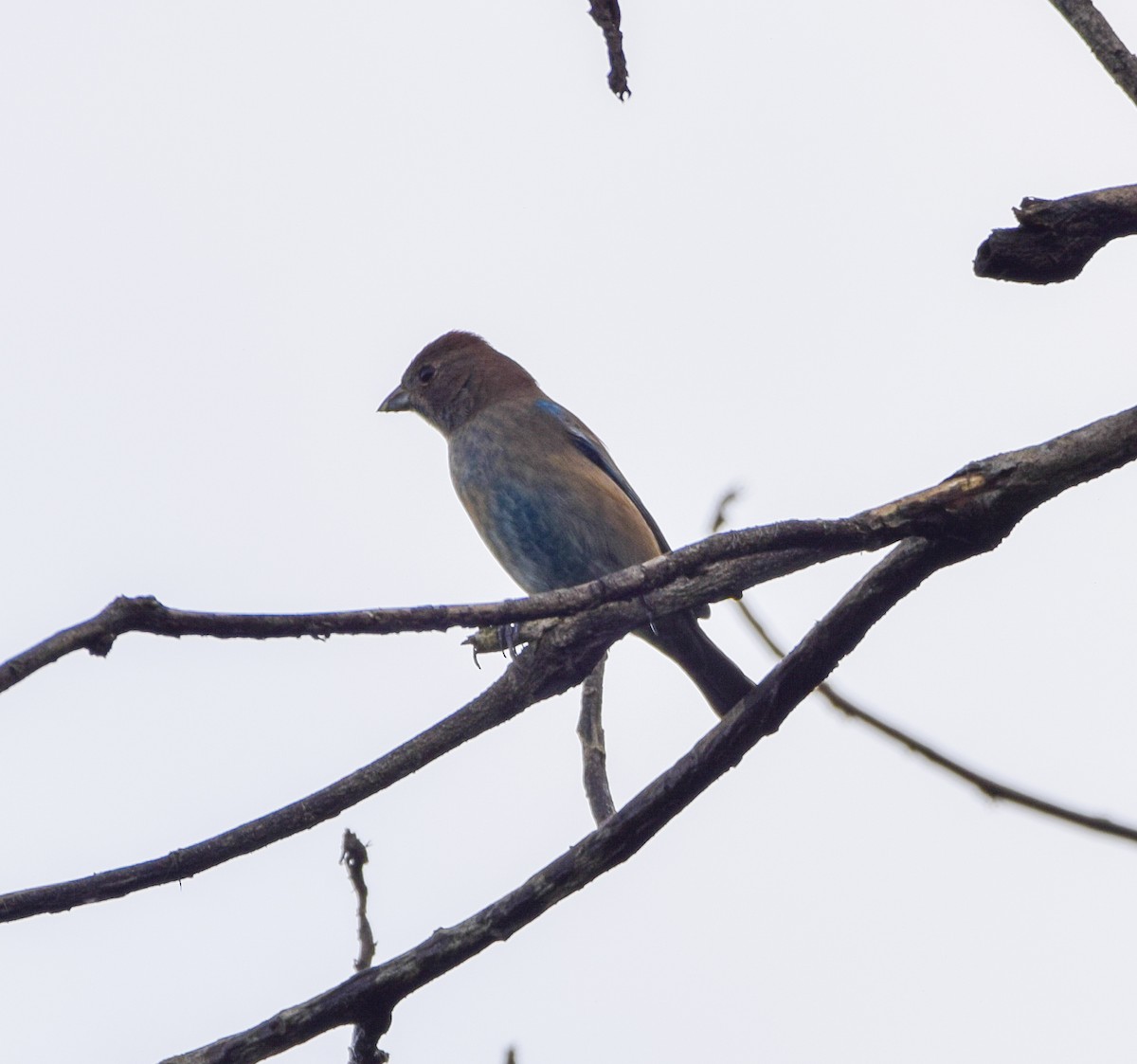 Indigo Bunting - ML644051701