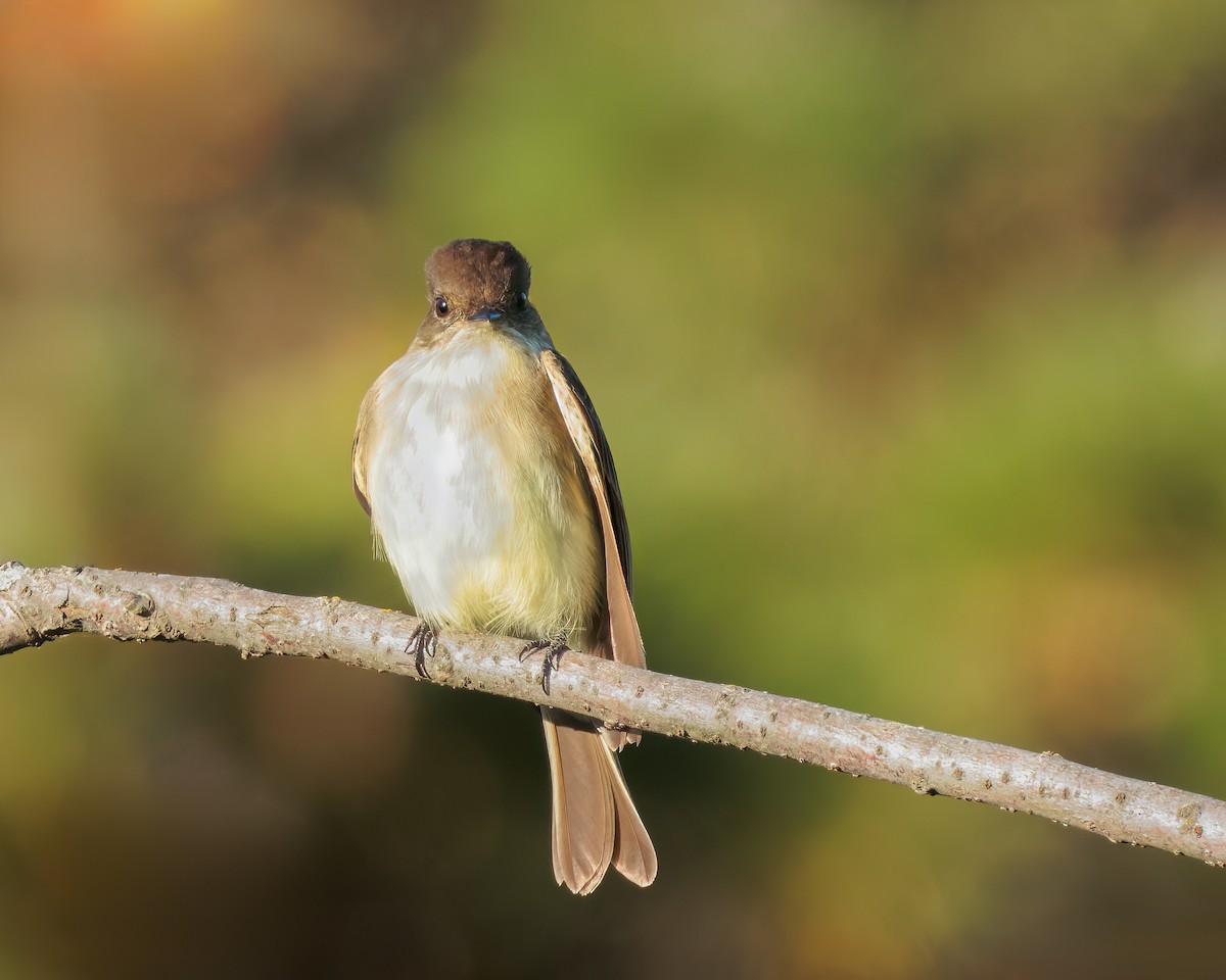 Eastern Phoebe - ML644051706