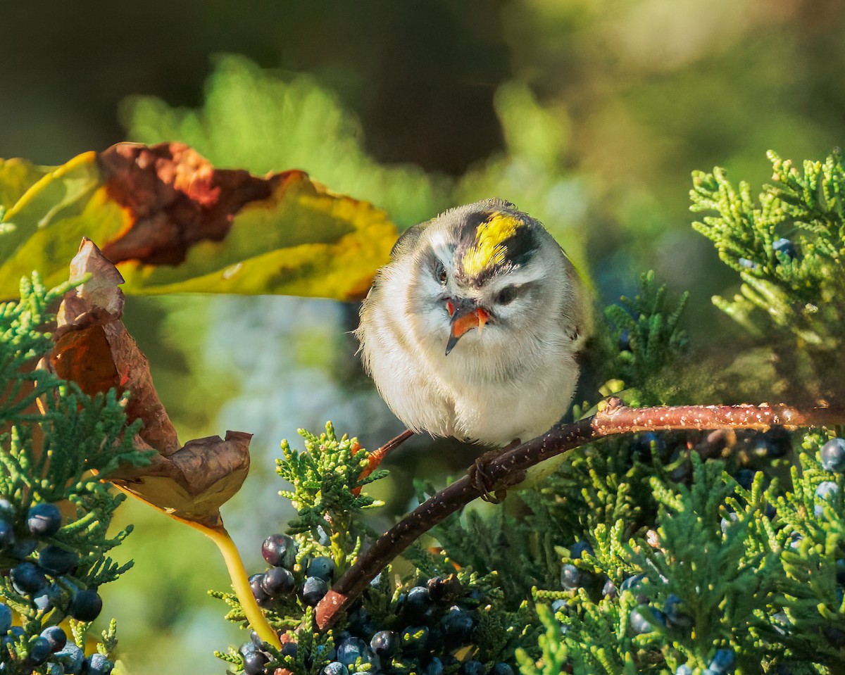 Golden-crowned Kinglet - ML644051708