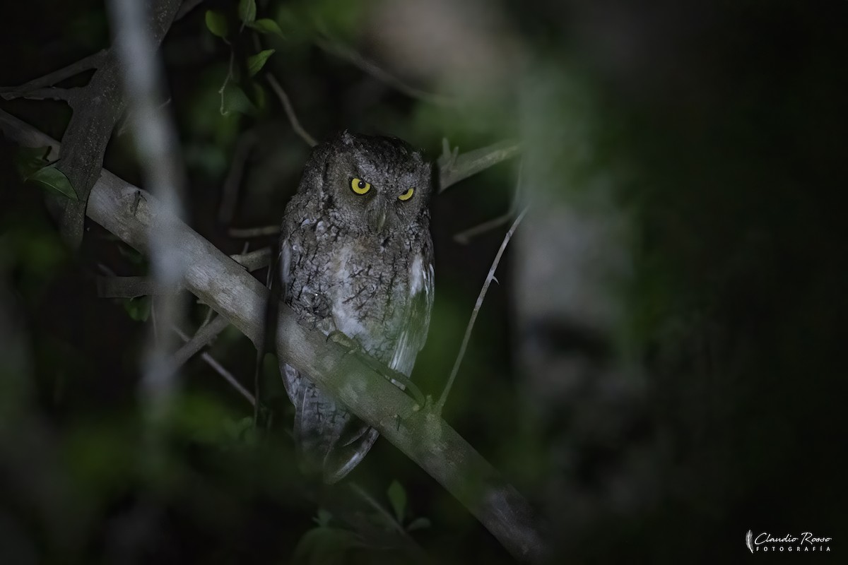 ホイオオコノハズク - ML644051711