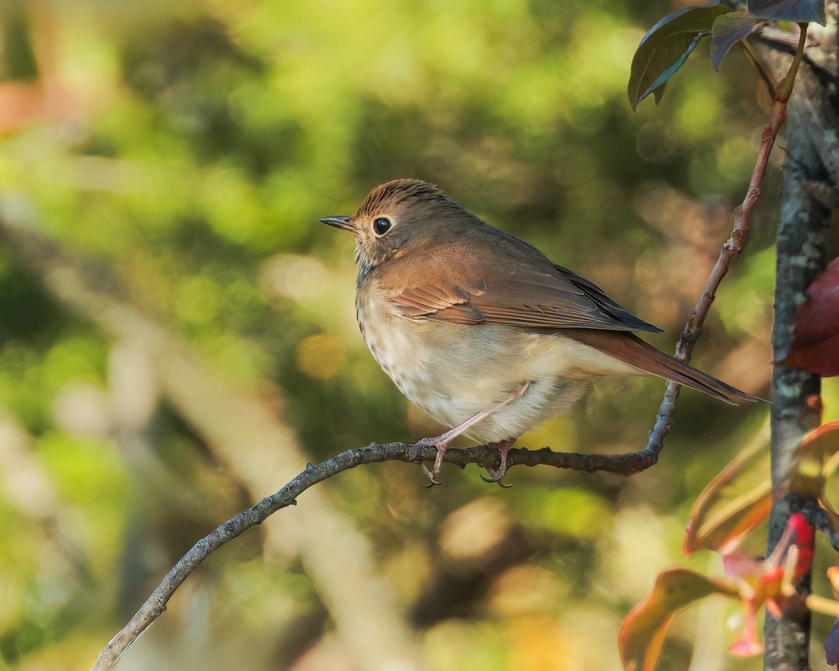 Hermit Thrush - ML644051717