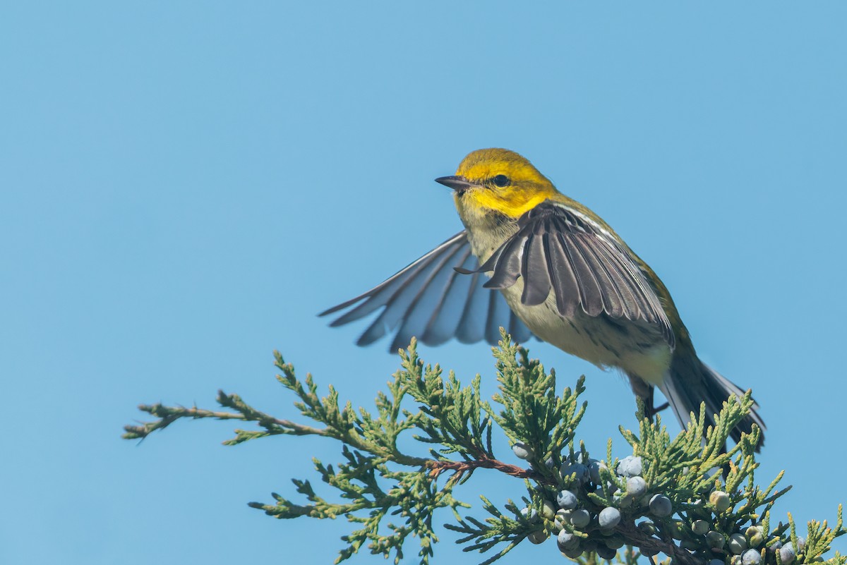 Black-throated Green Warbler - ML644051720