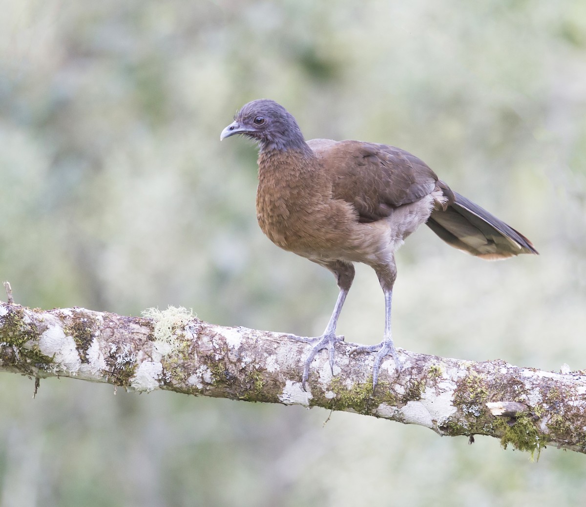 Gray-headed Chachalaca - ML644051738