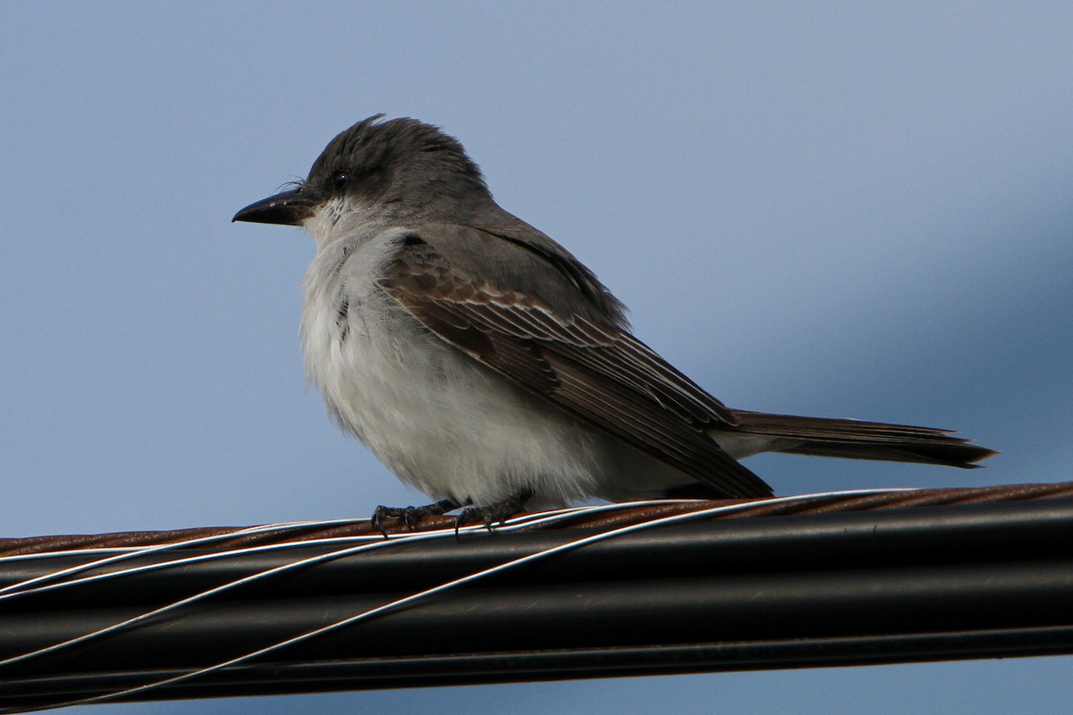 Gray Kingbird - ML644051739