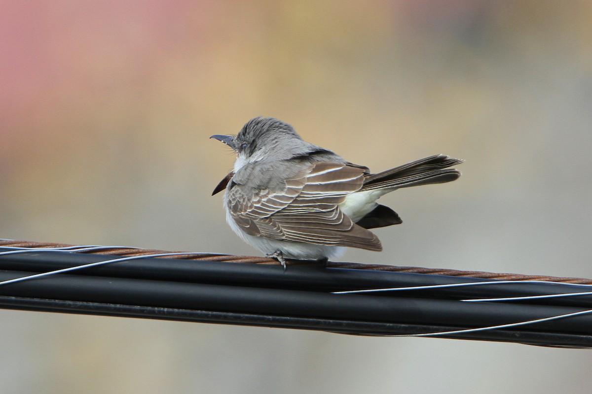 Gray Kingbird - ML644051740