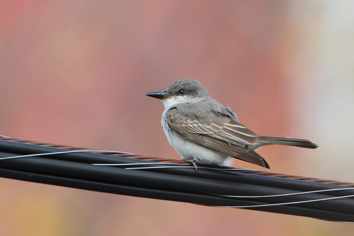 Gray Kingbird - ML644051741