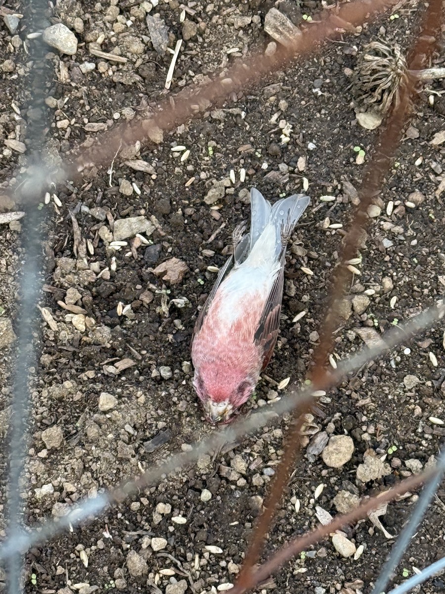 Purple Finch - ML644051747