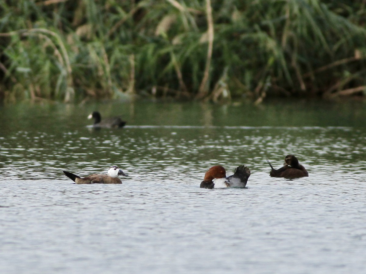 White-headed Duck - ML644051755