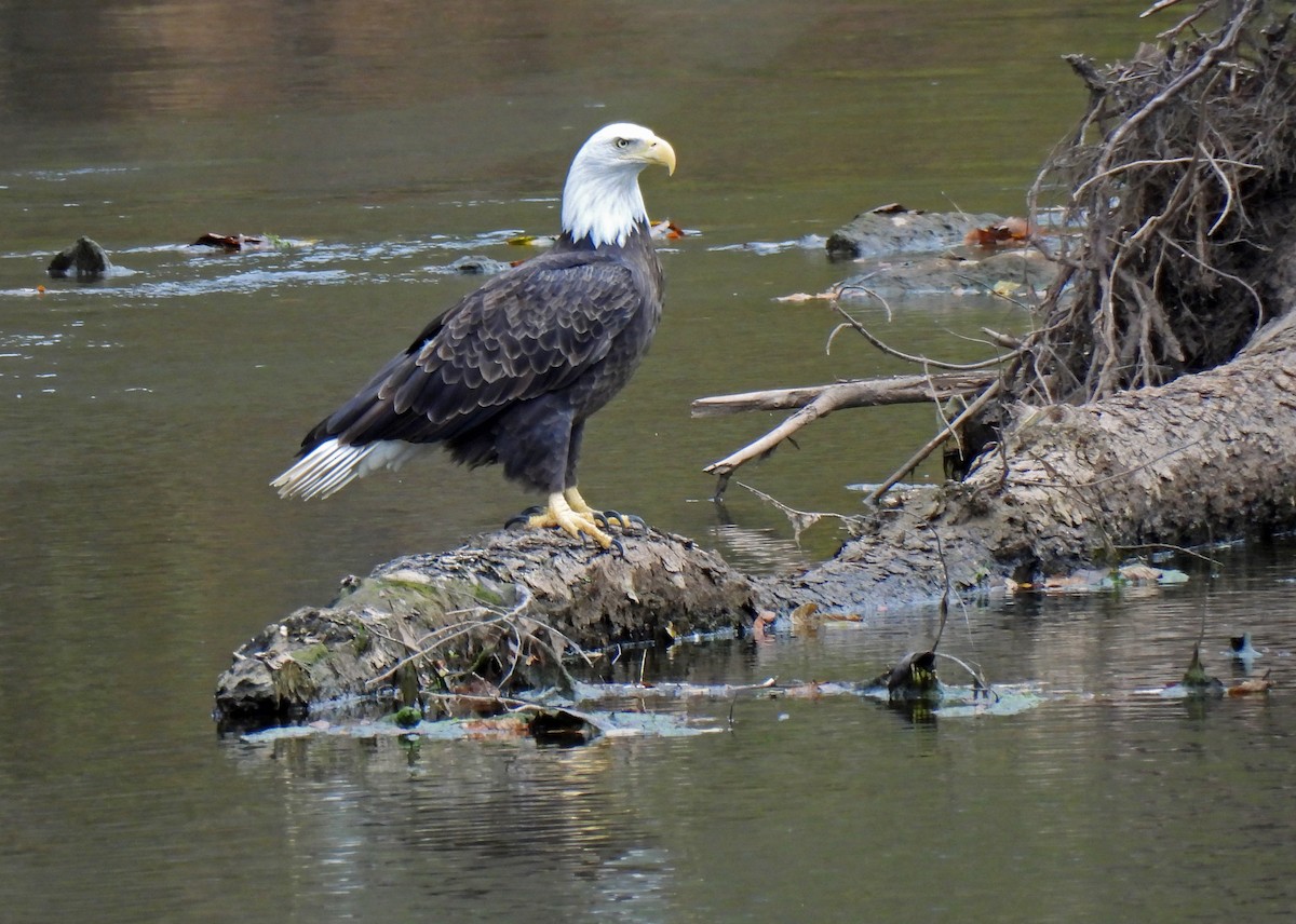 Bald Eagle - ML644051756