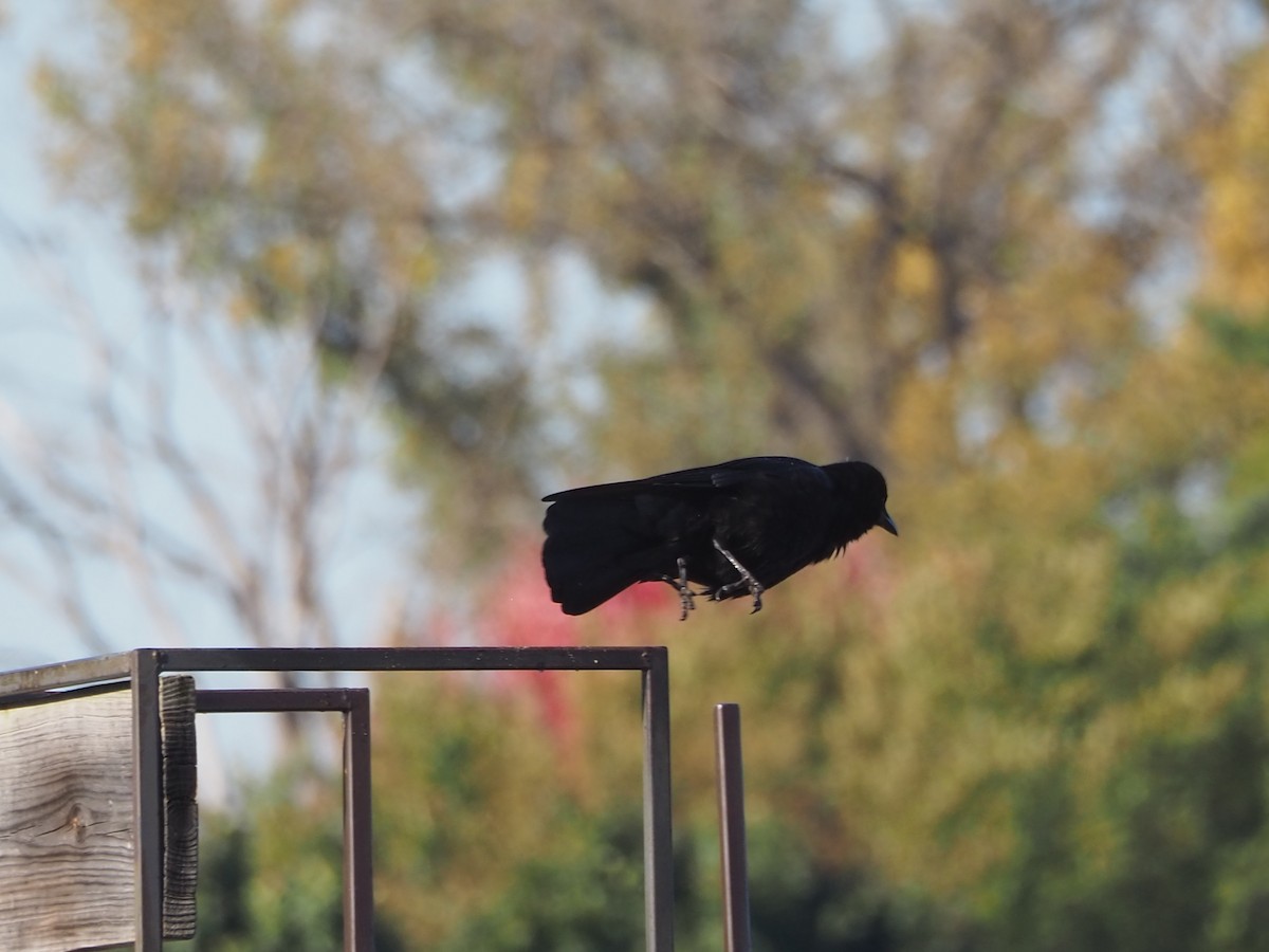 American Crow - ML644051761