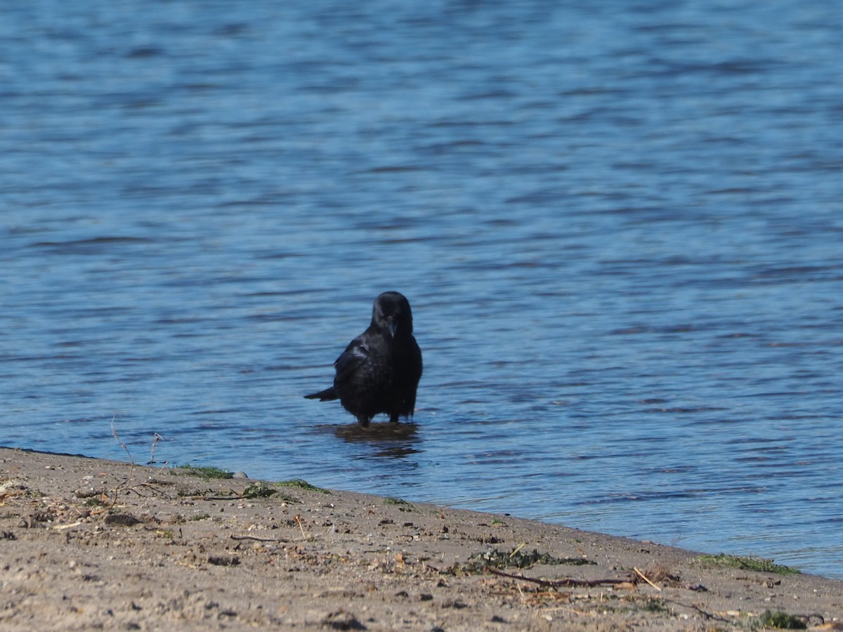 American Crow - ML644051762