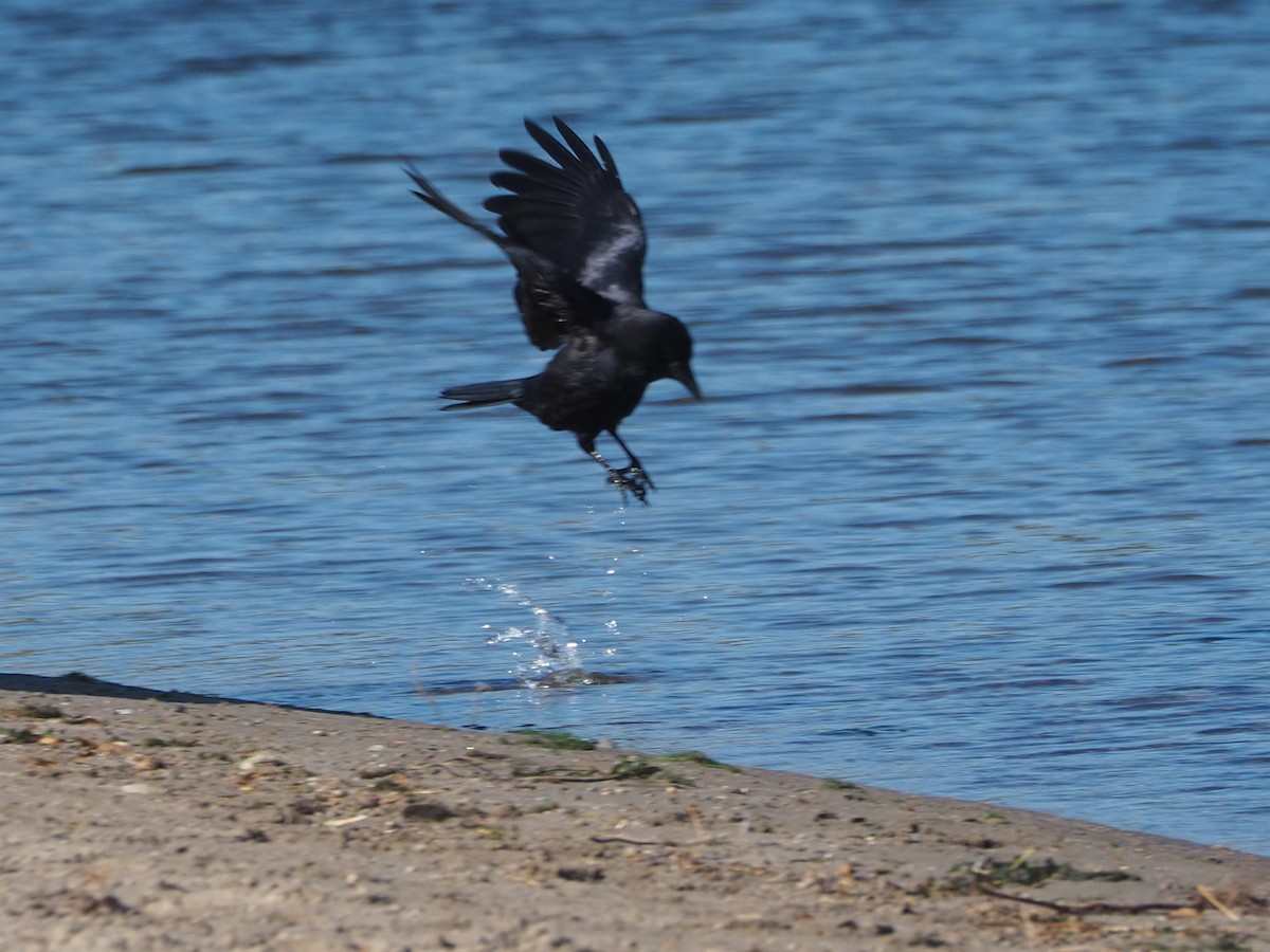 American Crow - ML644051763
