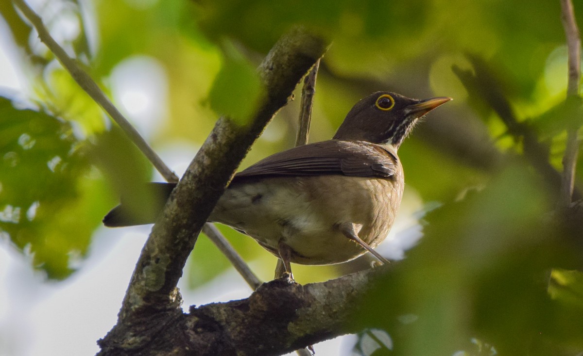 White-throated Thrush - ML644051770