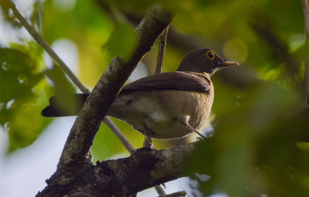 White-throated Thrush - ML644051771